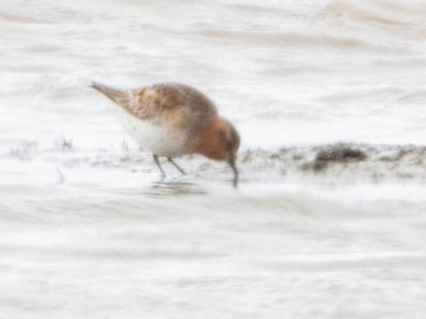 Rotkehl-Strandläufer - ML620696683