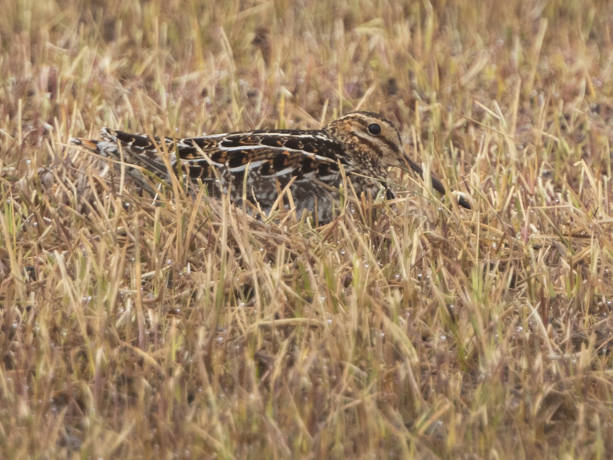 Wilson's Snipe - ML620696685