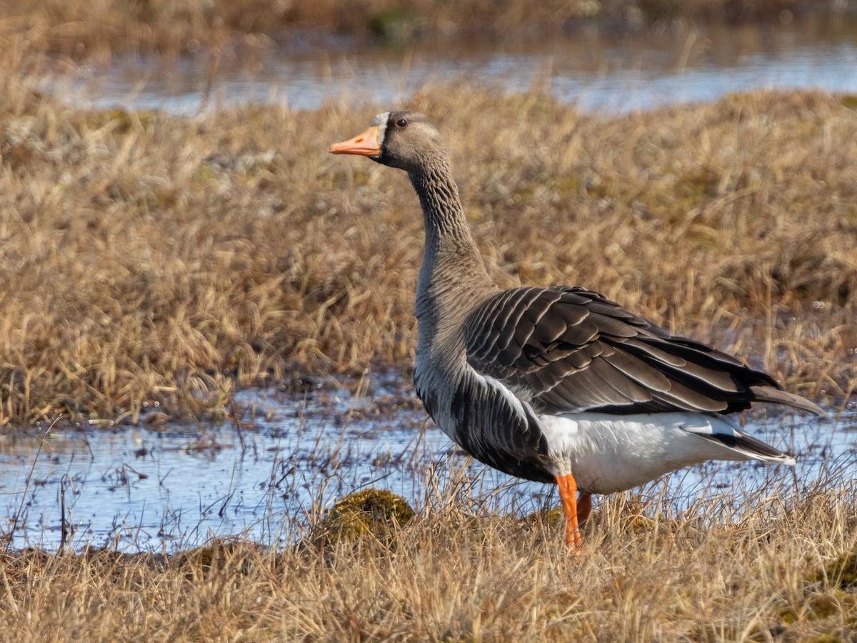 Greater White-fronted Goose - ML620696687