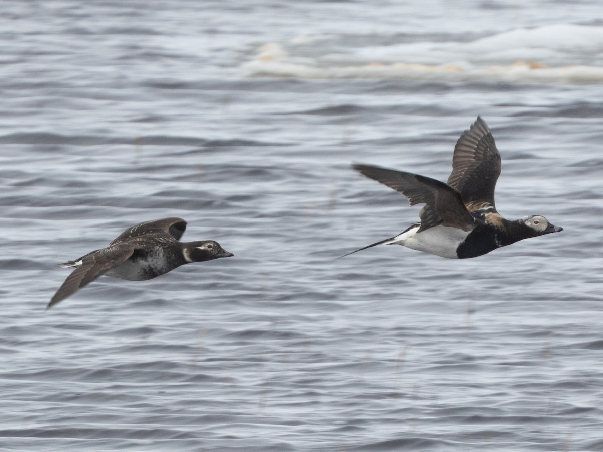 Long-tailed Duck - ML620696691