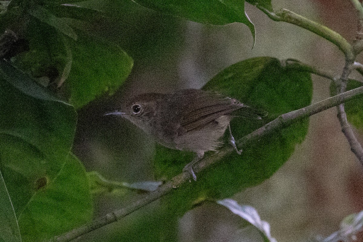 Plain Antvireo - ML620696696