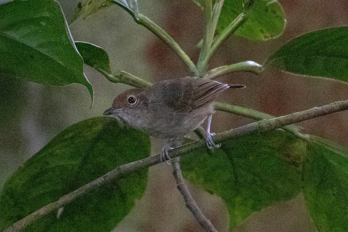 Plain Antvireo - ML620696697