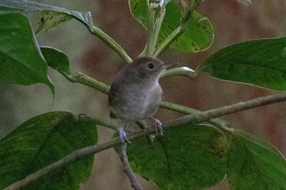 Plain Antvireo - ML620696699