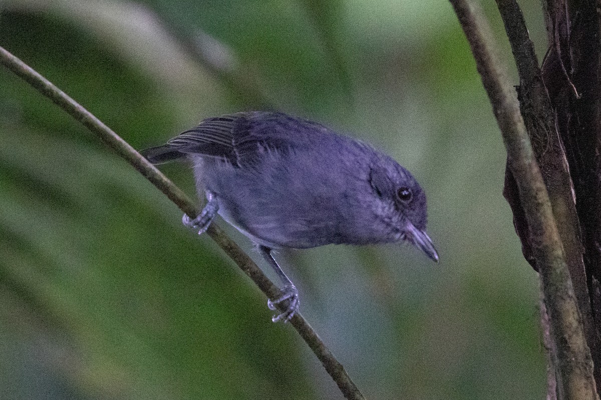 Plain Antvireo - ML620696707