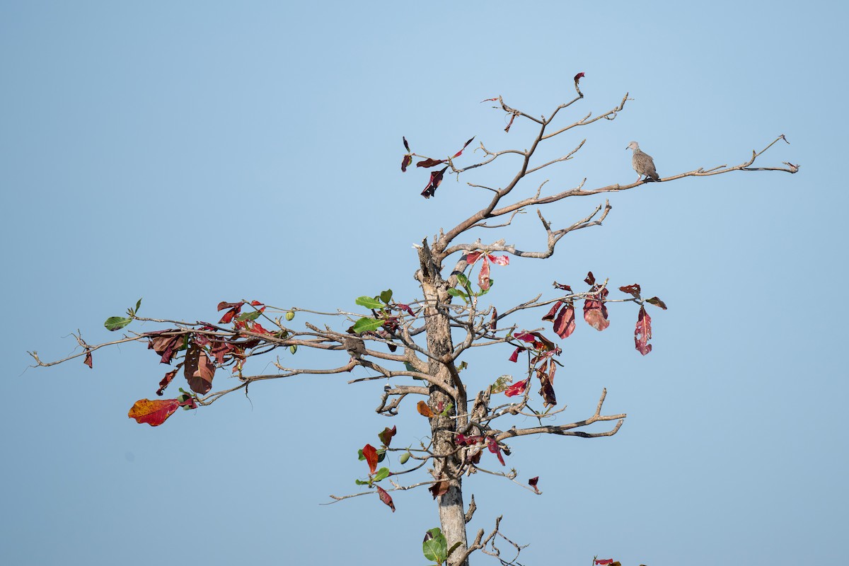 Spotted Dove - ML620696709