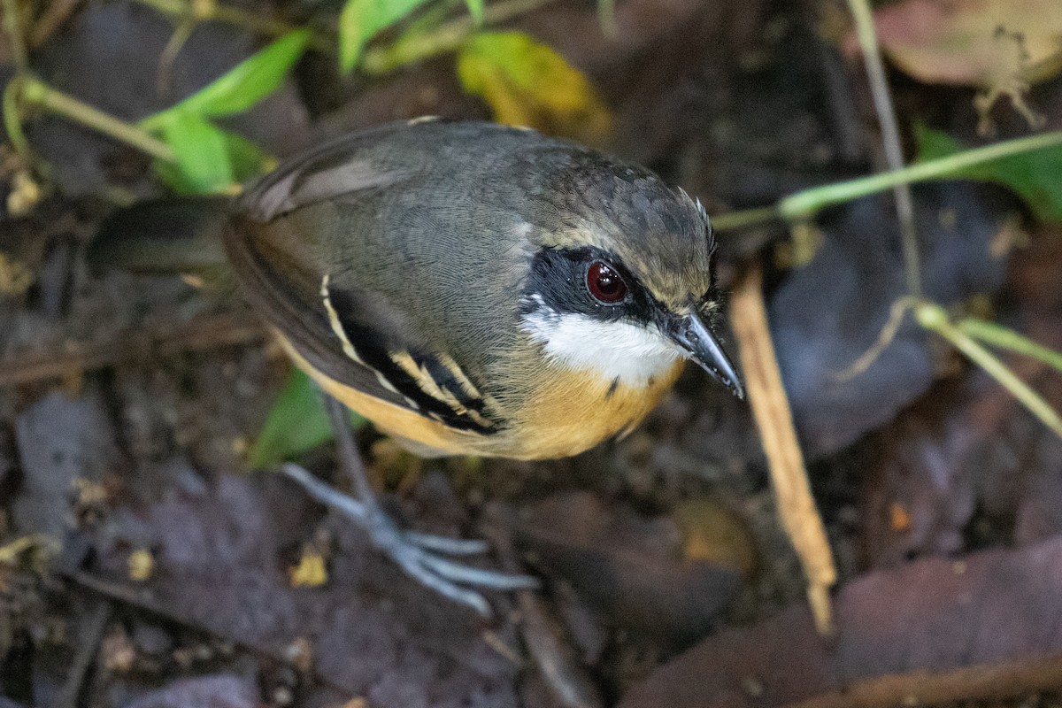 Black-faced Antbird - ML620696711