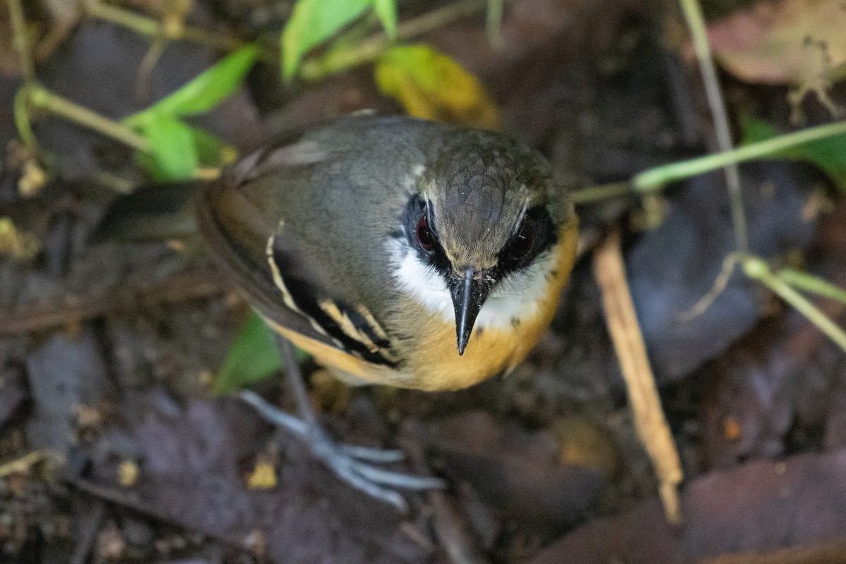 Black-faced Antbird - ML620696712