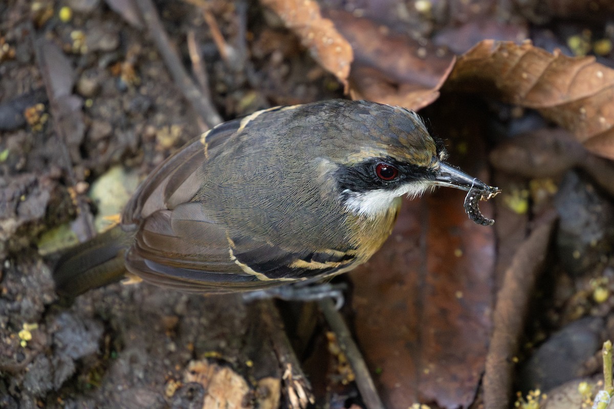 Black-faced Antbird - ML620696713