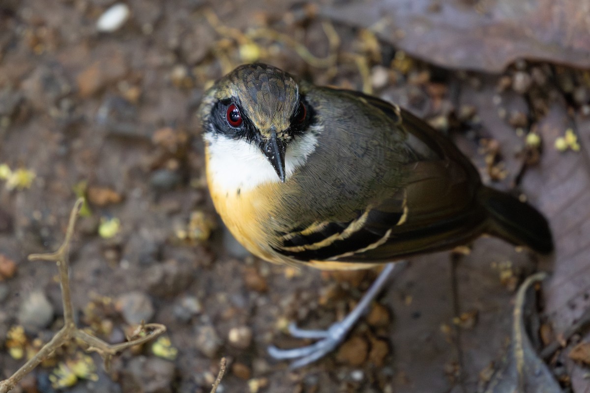 Black-faced Antbird - ML620696714