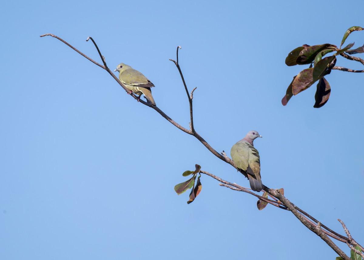 Pink-necked Green-Pigeon - ML620696718