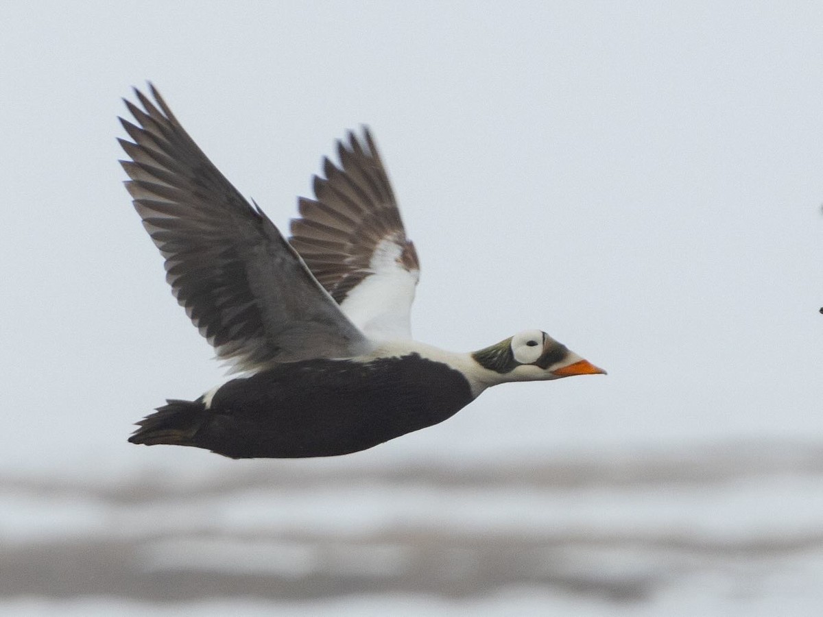 Spectacled Eider - ML620696720