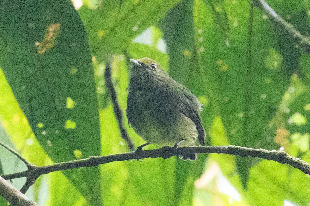 Blue-rumped Manakin - ML620696723