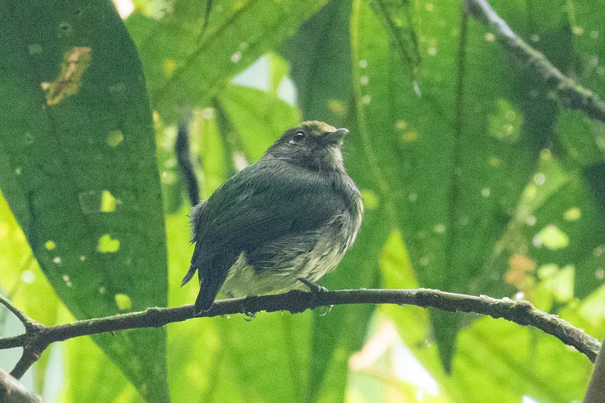 Blue-rumped Manakin - ML620696726