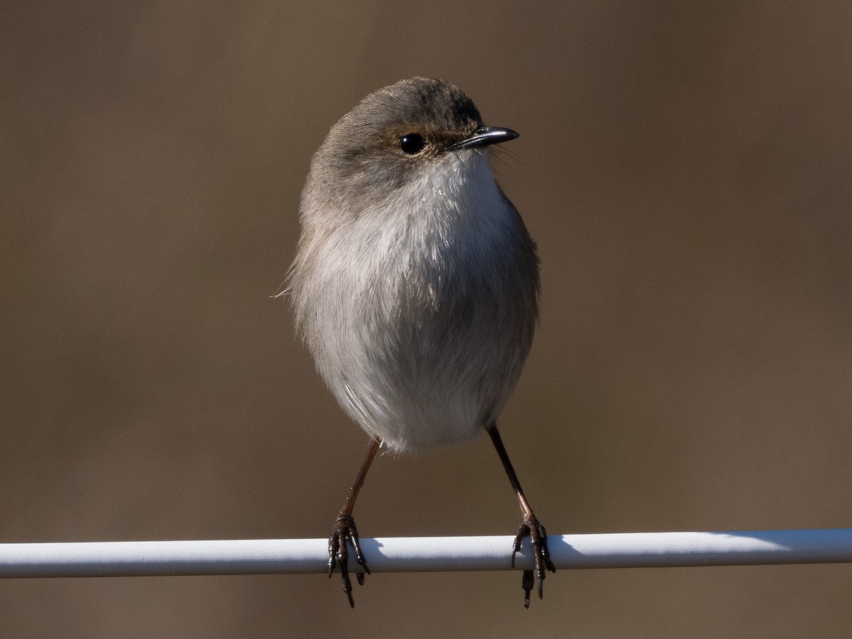 Superb Fairywren - ML620696727