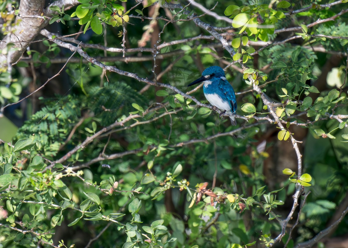 Small Blue Kingfisher - ML620696731