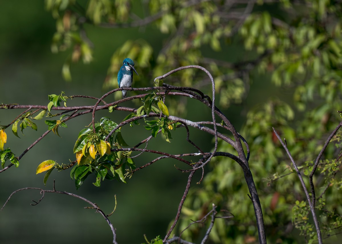 Small Blue Kingfisher - ML620696732