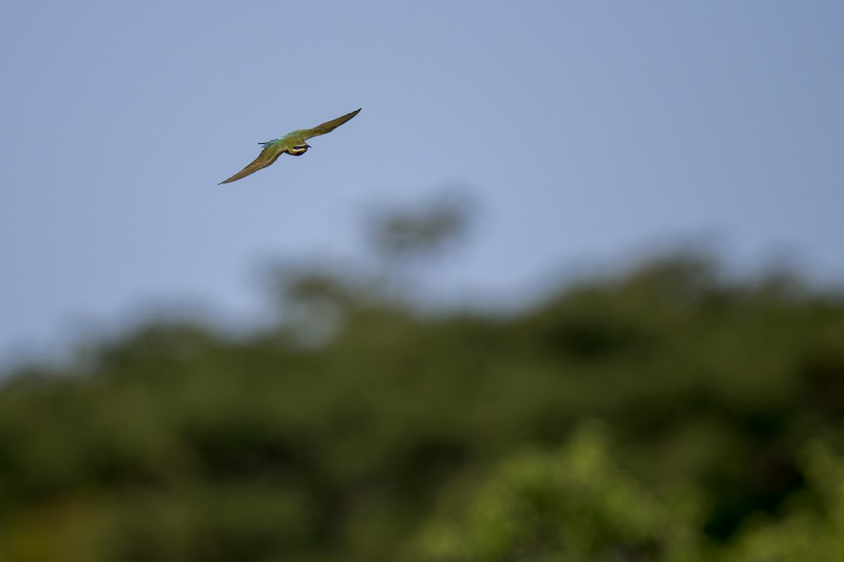 Blue-tailed Bee-eater - ML620696734