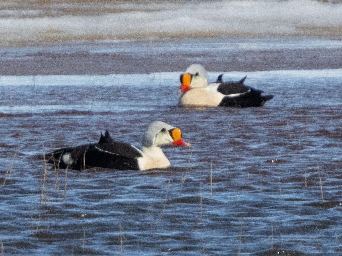 King Eider - ML620696736