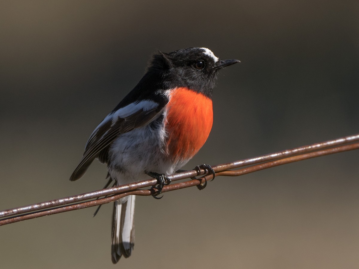 Scarlet Robin - ML620696738