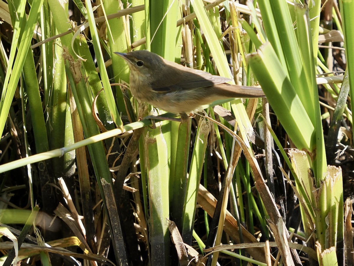 Common Reed Warbler - ML620696743