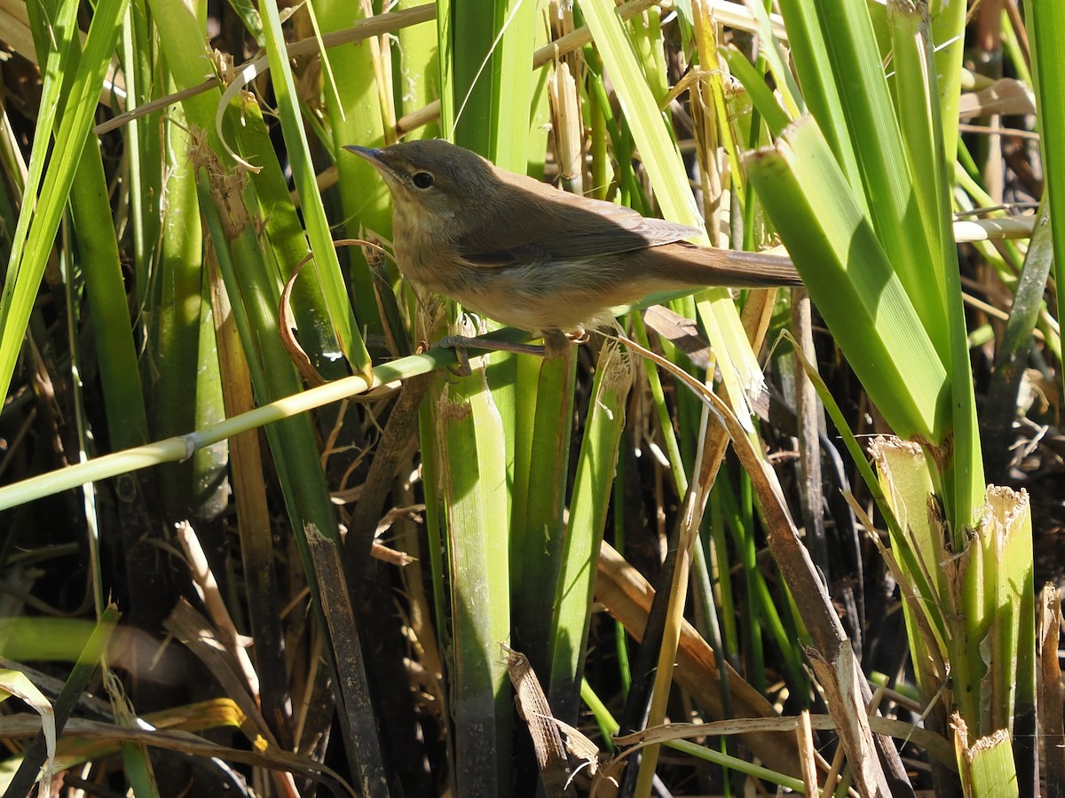 Common Reed Warbler - ML620696744