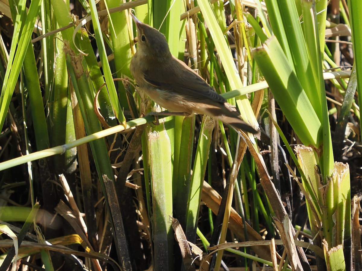 Common Reed Warbler - michael Beer