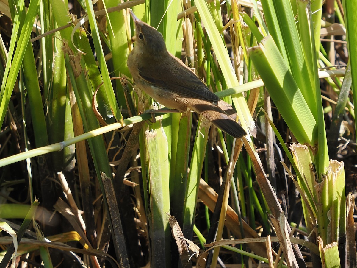 Common Reed Warbler - ML620696746