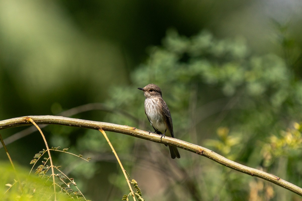 Spotted Flycatcher - ML620696747