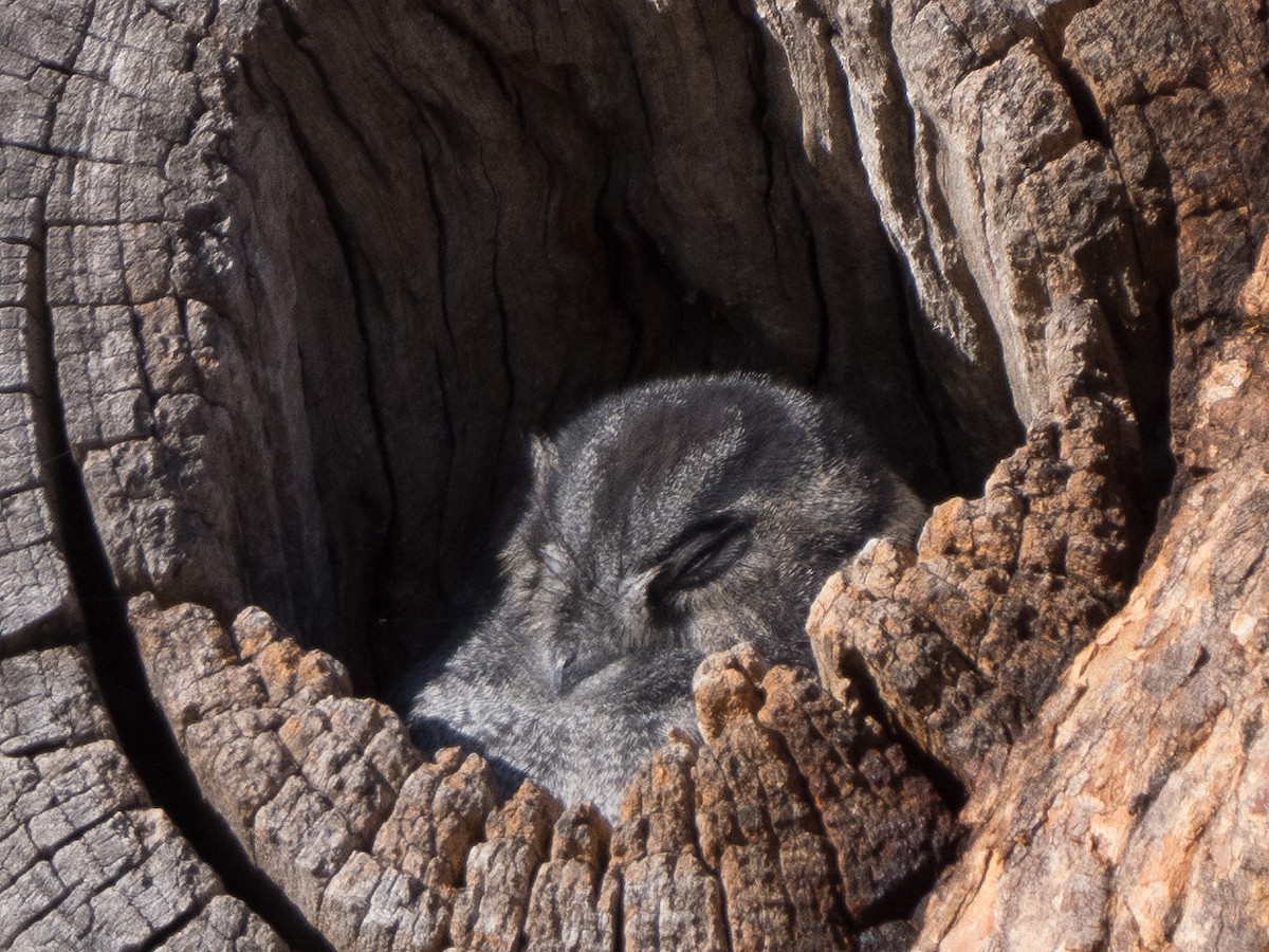 Australian Owlet-nightjar - ML620696748