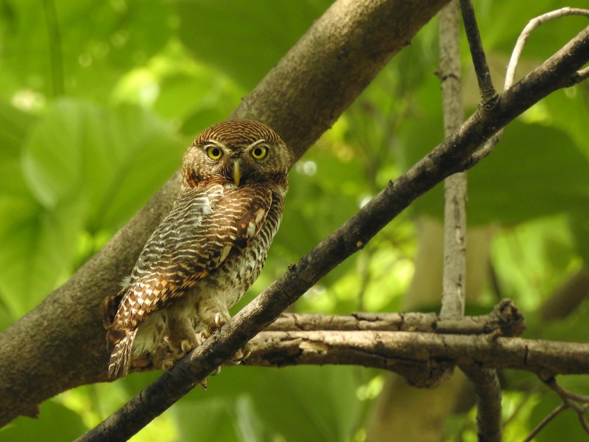 Jungle Owlet - ML620696752