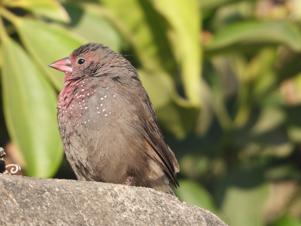 Brown Firefinch - ML620696754