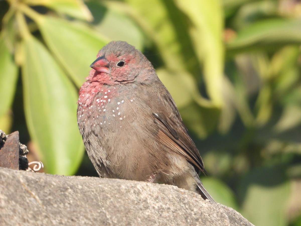 Brown Firefinch - ML620696755