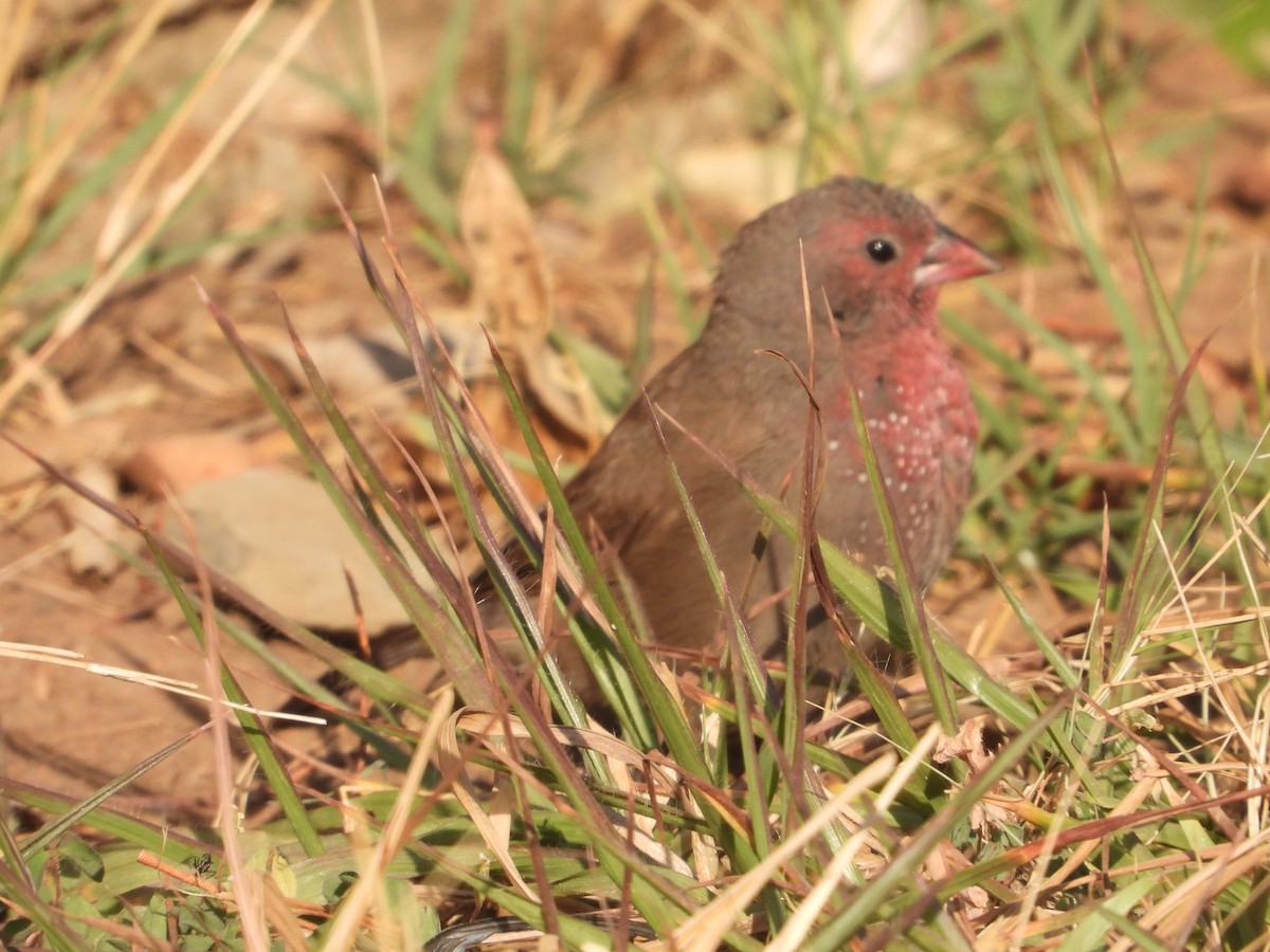 Brown Firefinch - ML620696756