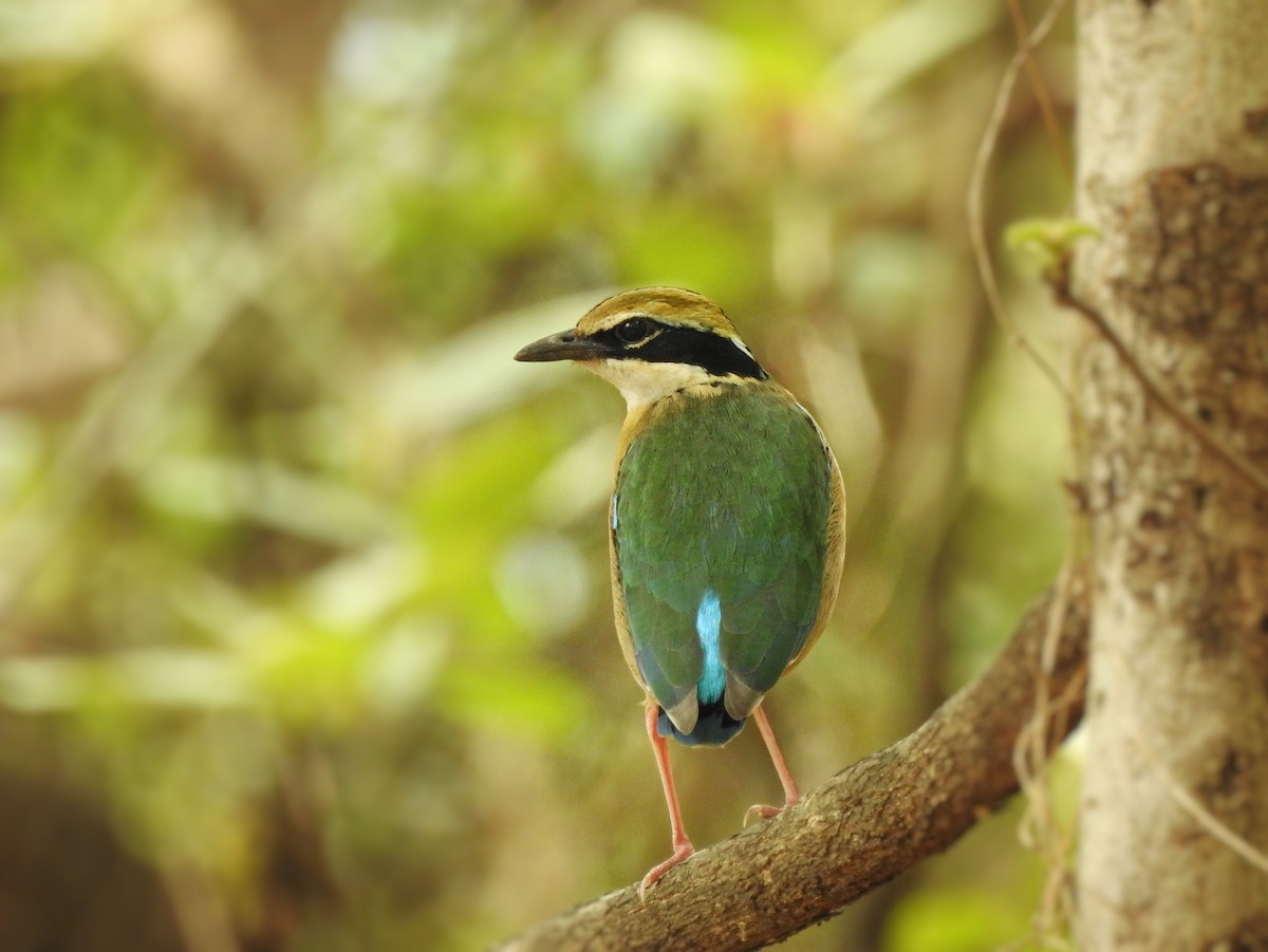 Indian Pitta - Milind Ganatra