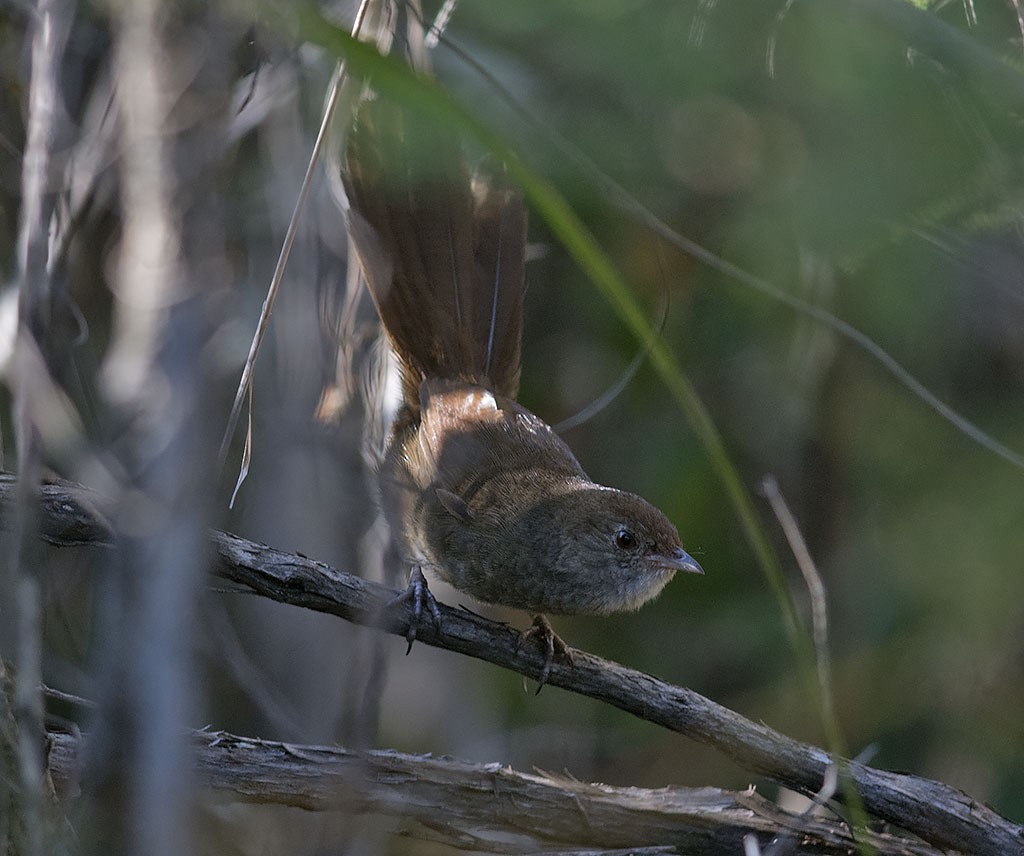 Eastern Bristlebird - ML620696760