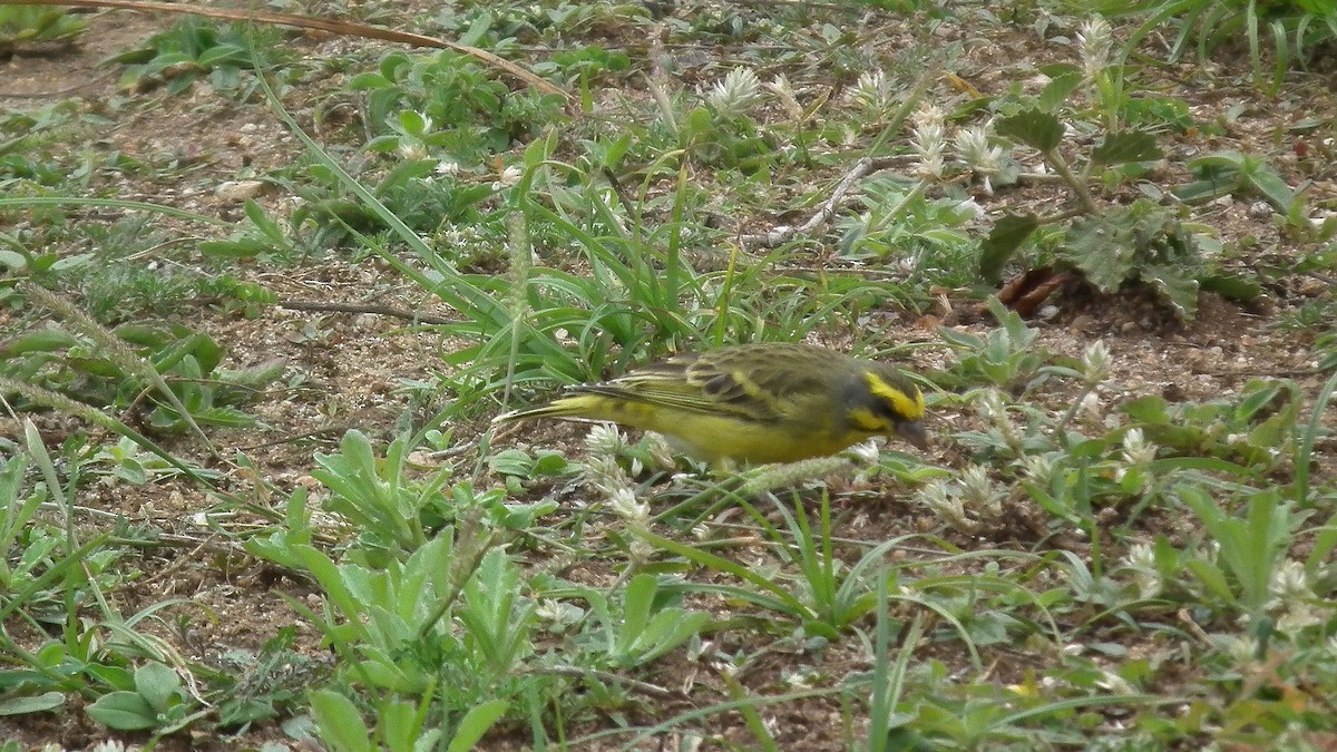 Yellow-fronted Canary - ML620696765