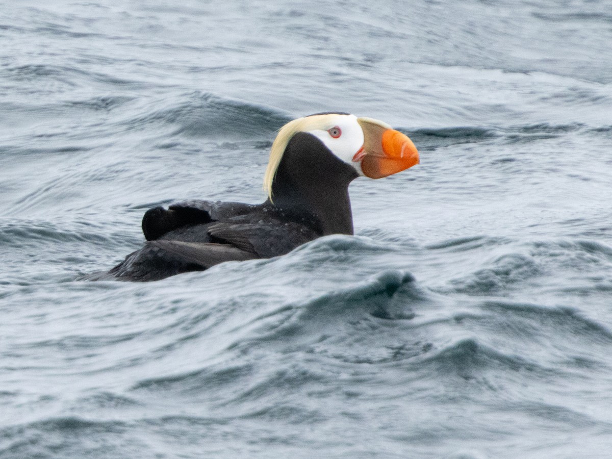 Tufted Puffin - ML620696767