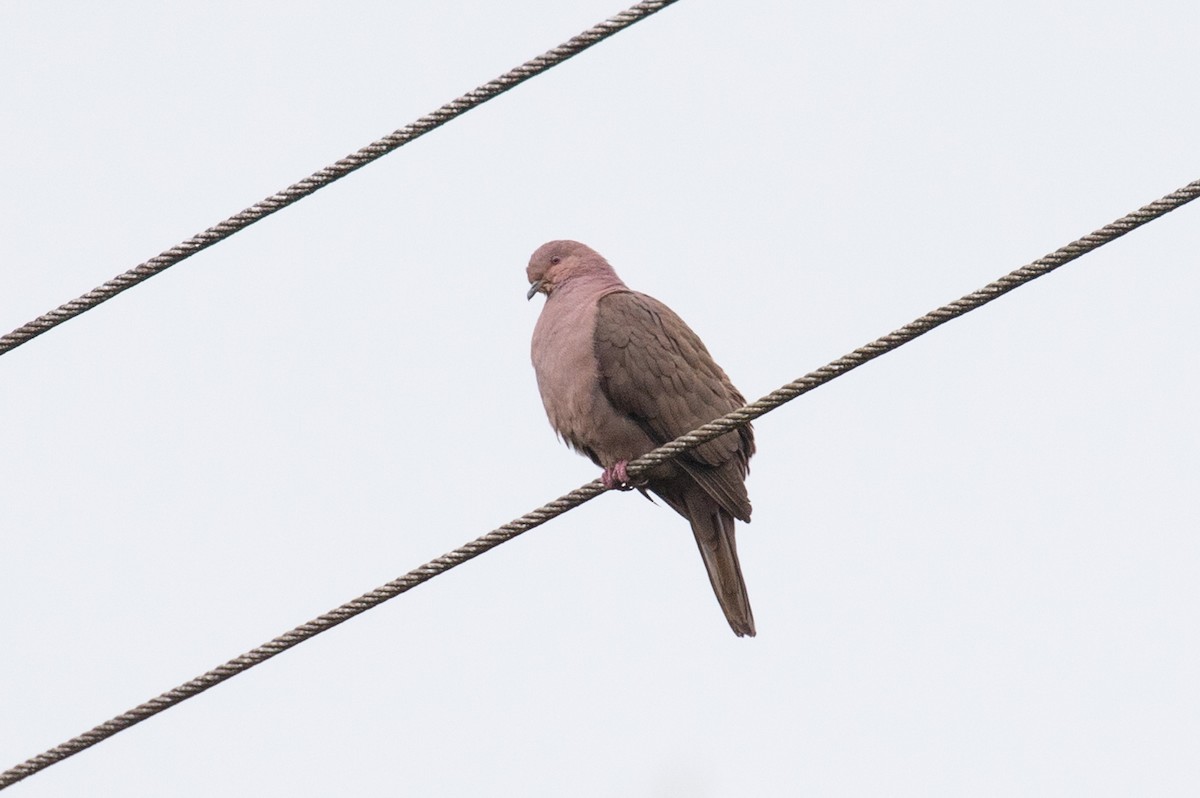 Plumbeous Pigeon - ML620696773