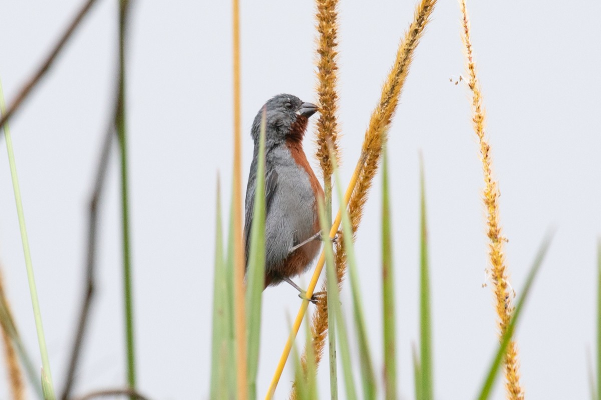 Chestnut-bellied Seedeater - Xiaoni Xu