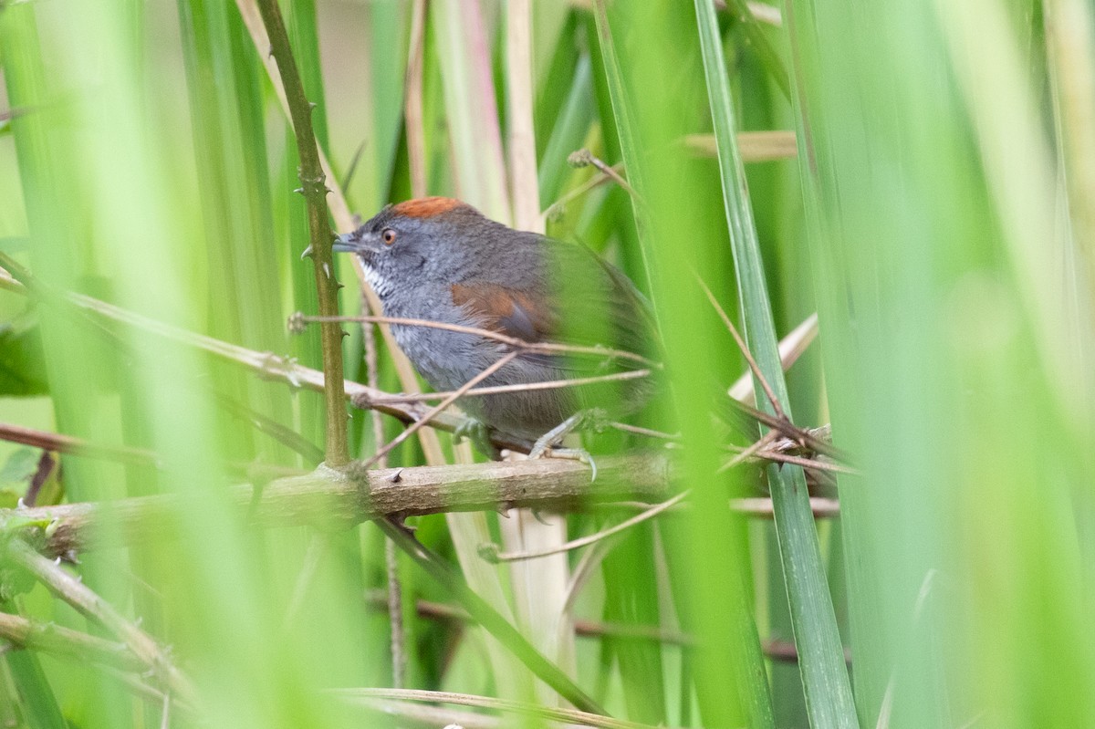 Dark-breasted Spinetail - Xiaoni Xu