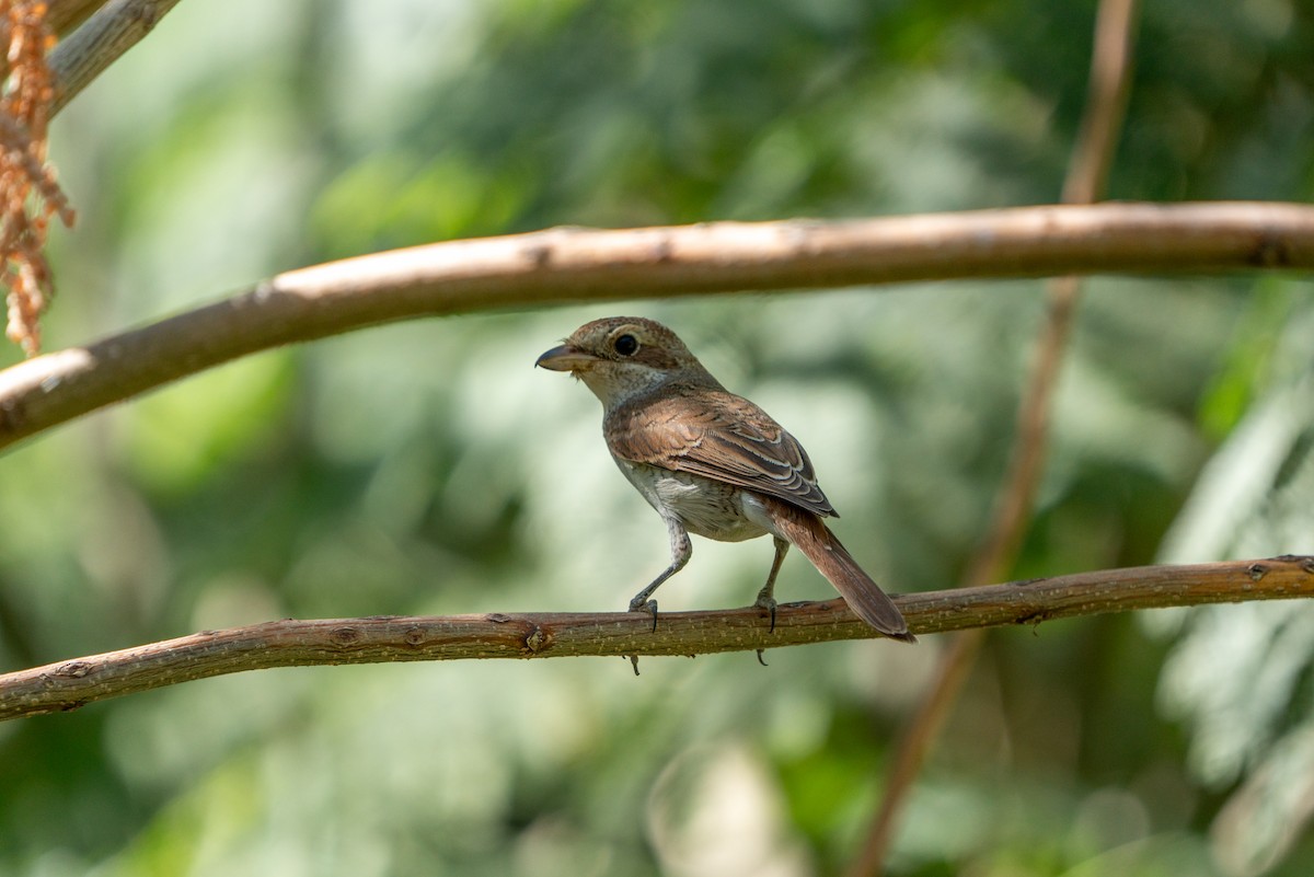 Red-backed Shrike - ML620696784