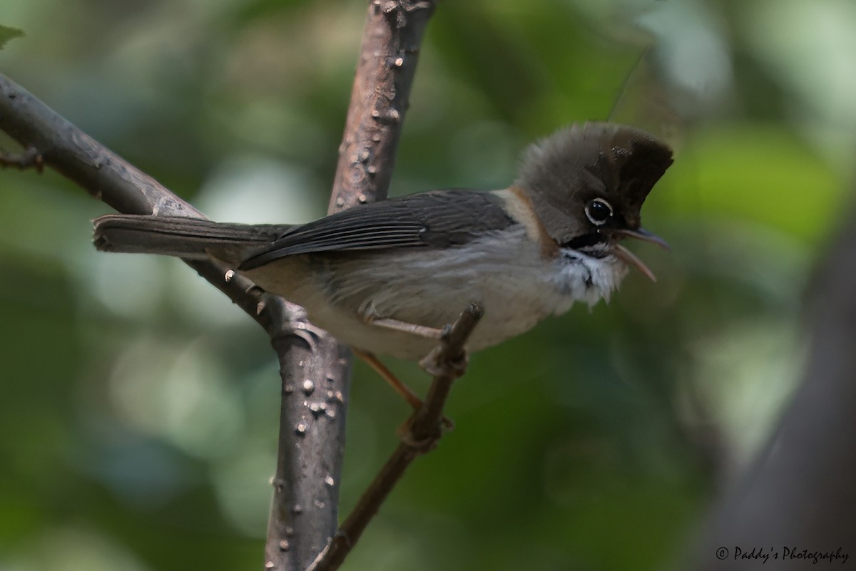 Yuhina à cou roux - ML620696785