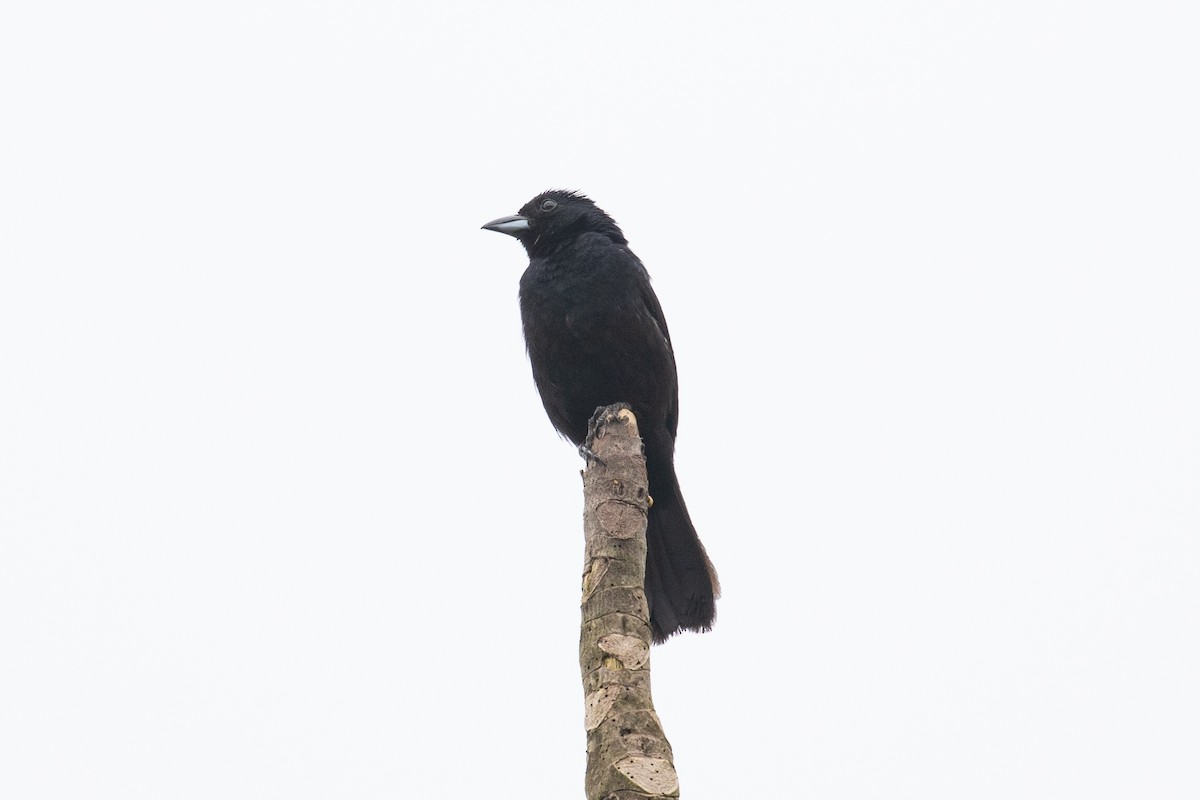 White-lined Tanager - ML620696786