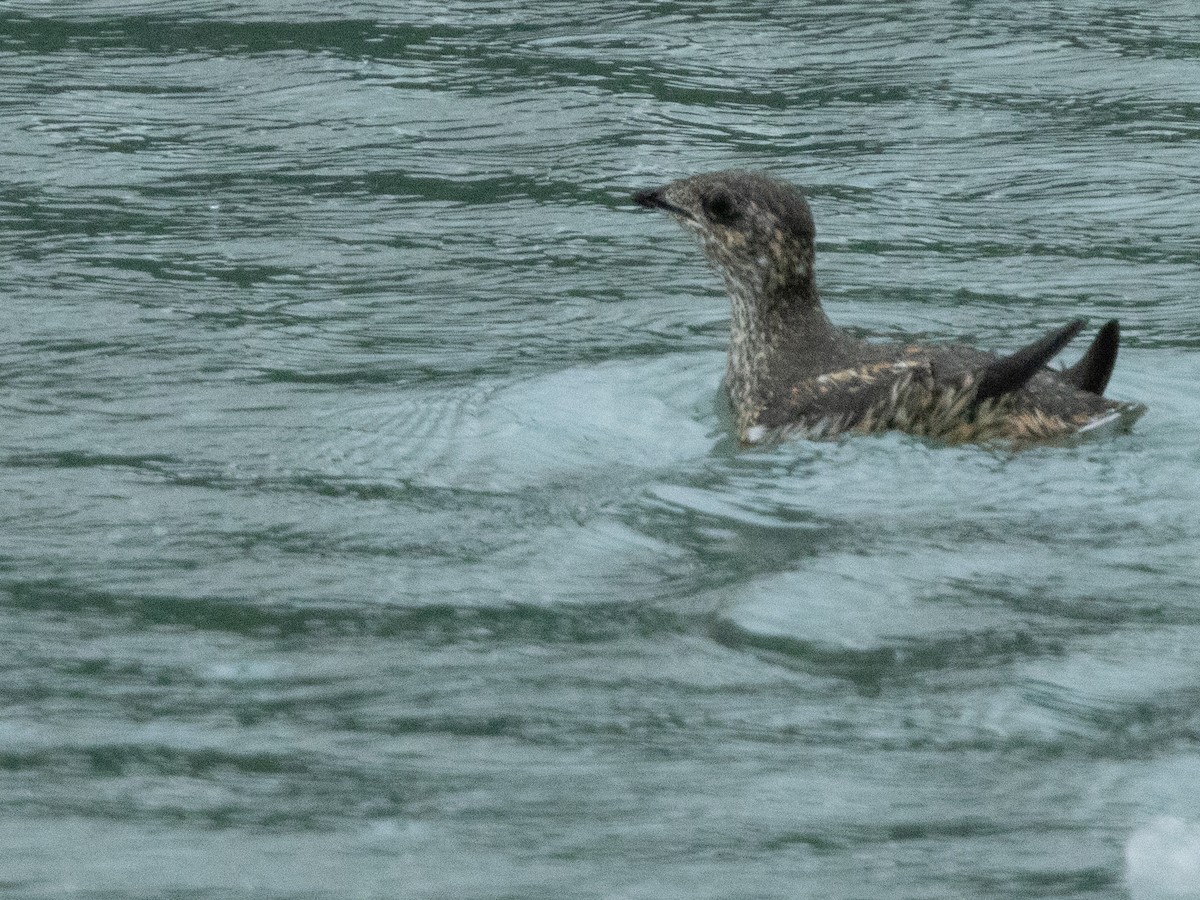 Kittlitz's Murrelet - ML620696787