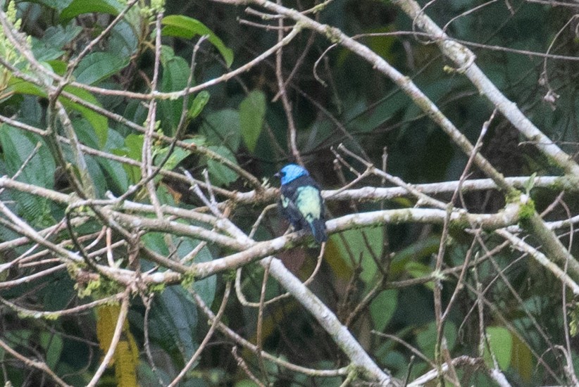 Blue-necked Tanager - ML620696788