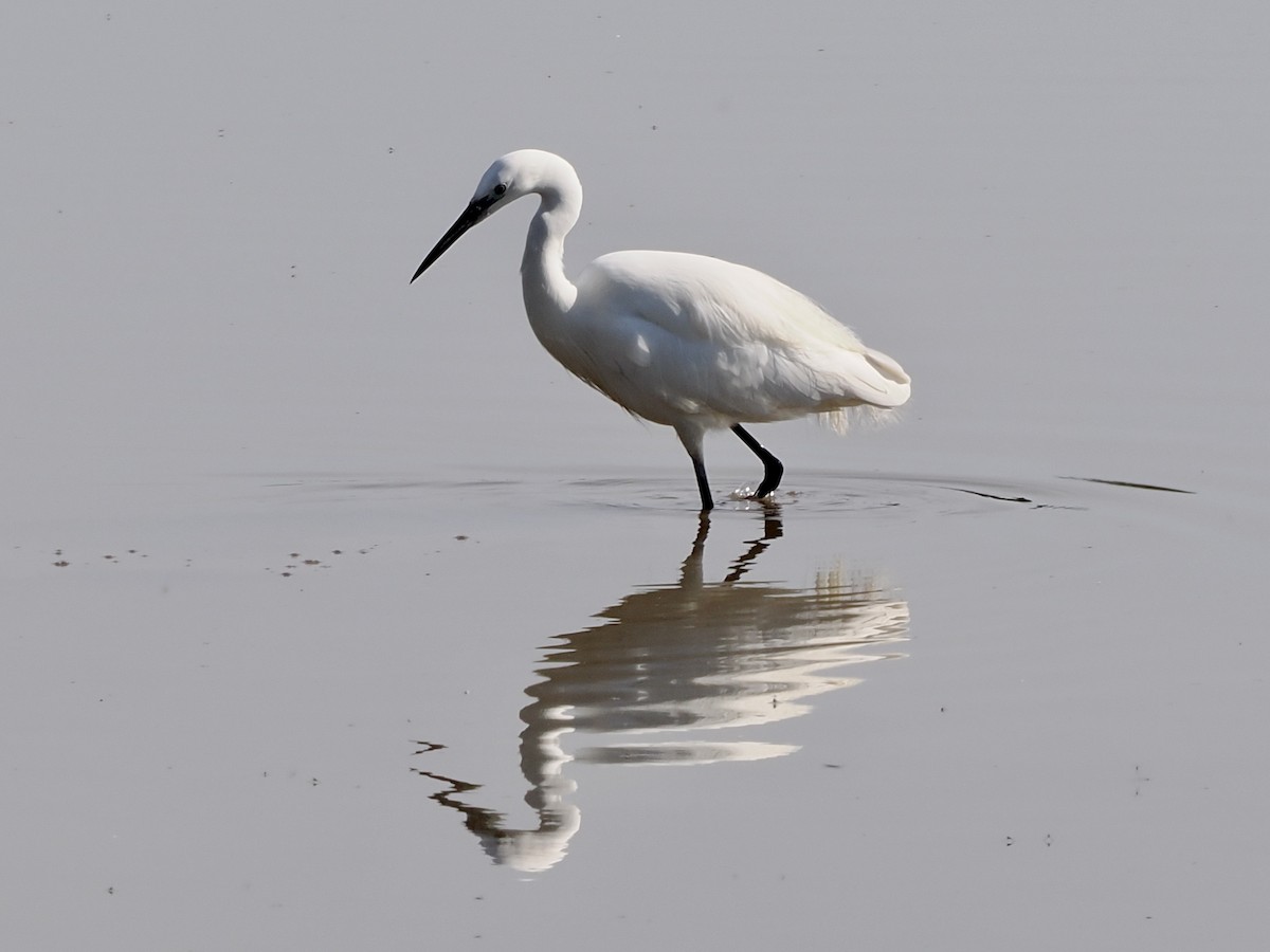 Little Egret - ML620696789