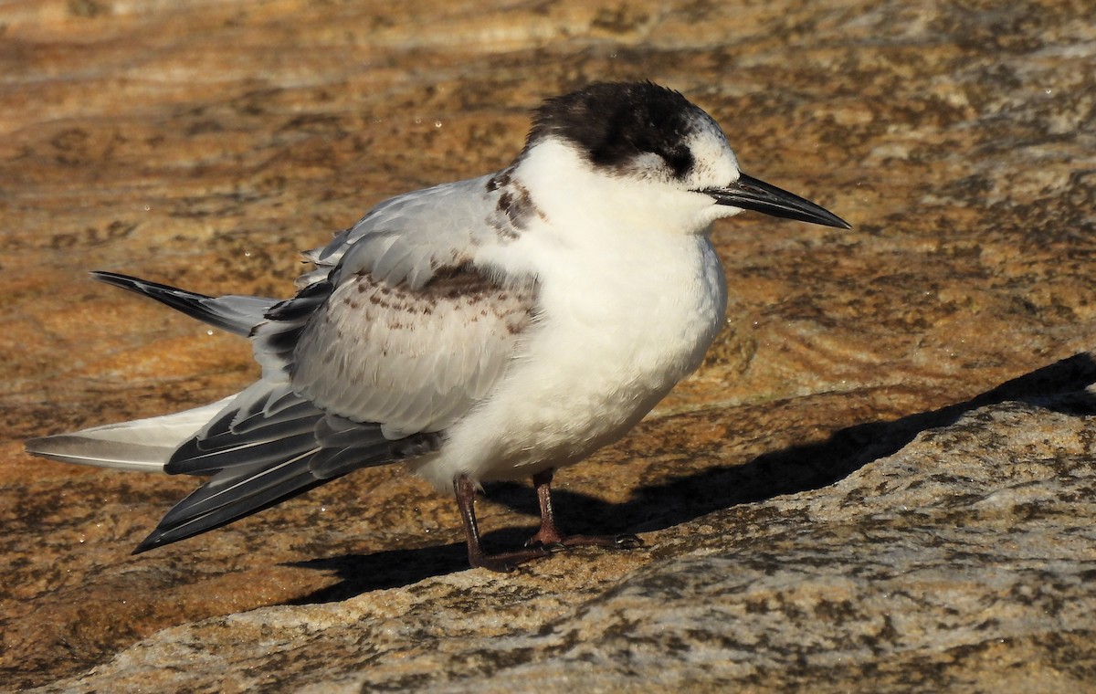 White-fronted Tern - ML620696790