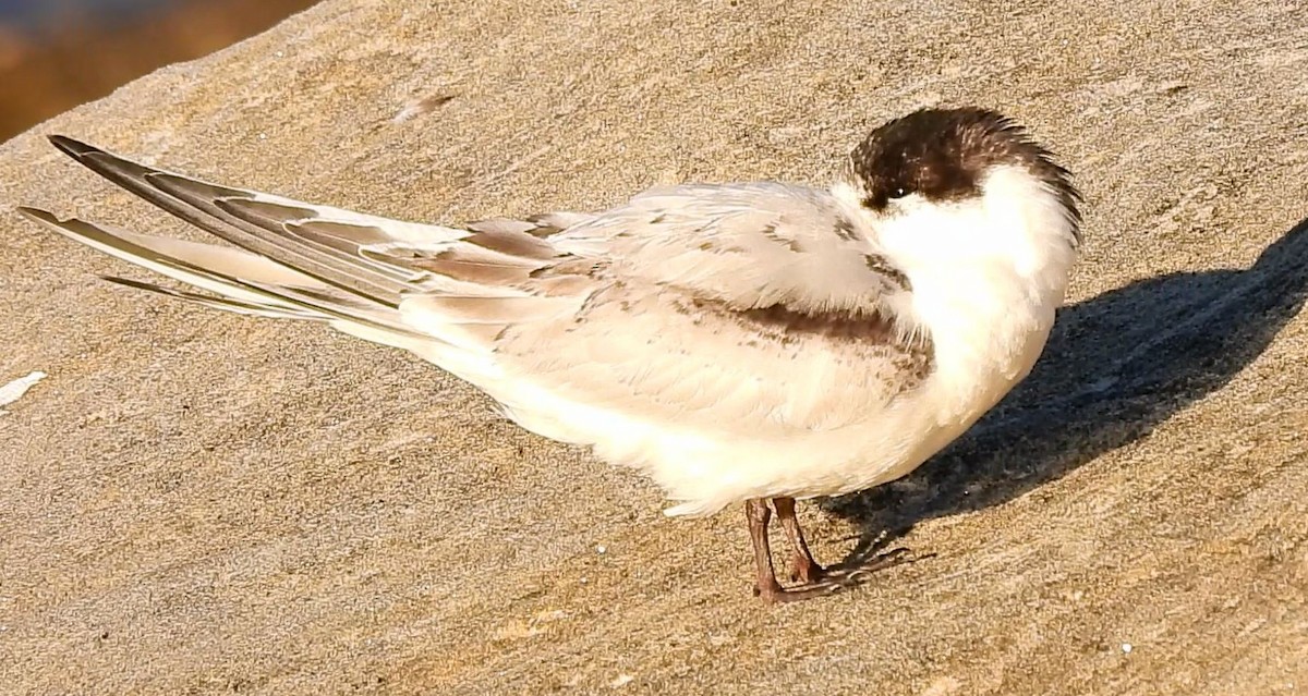 White-fronted Tern - ML620696791