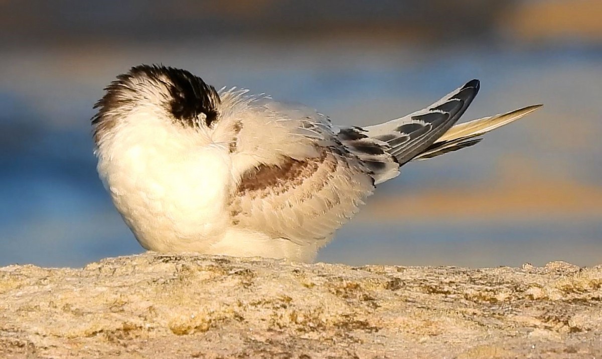 White-fronted Tern - ML620696792