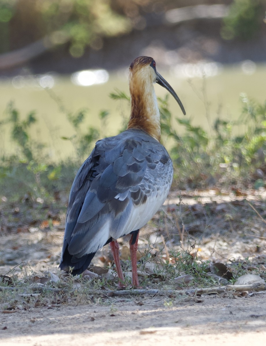 Buff-necked Ibis - ML620696793